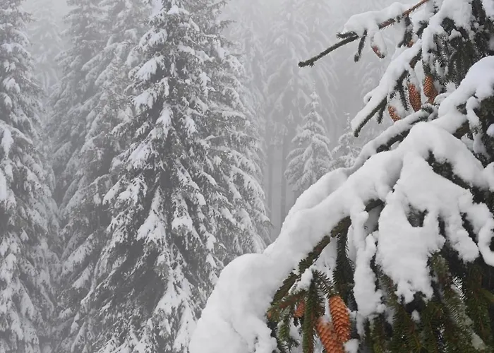 Апартамент Elegance